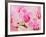 Hybrid Orchids, Selby Gardens, Sarasota, Florida, USA-Adam Jones-Framed Photographic Print