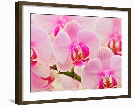 Hybrid Orchids, Selby Gardens, Sarasota, Florida, USA-Adam Jones-Framed Photographic Print