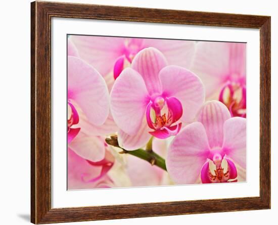 Hybrid Orchids, Selby Gardens, Sarasota, Florida, USA-Adam Jones-Framed Photographic Print