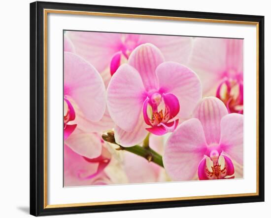 Hybrid Orchids, Selby Gardens, Sarasota, Florida, USA-Adam Jones-Framed Photographic Print