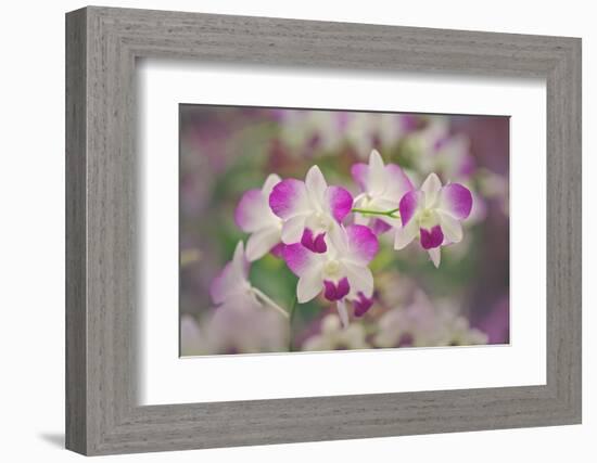 Hybrid Orchids. Selby Gardens, Sarasota, Florida-Adam Jones-Framed Photographic Print