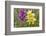 Hybrid orchis in flower, Umbria, Italy-Paul Harcourt Davies-Framed Photographic Print