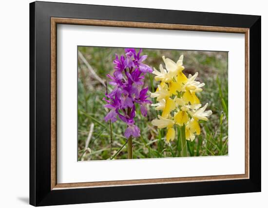 Hybrid orchis in flower, Umbria, Italy-Paul Harcourt Davies-Framed Photographic Print