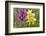 Hybrid orchis in flower, Umbria, Italy-Paul Harcourt Davies-Framed Photographic Print