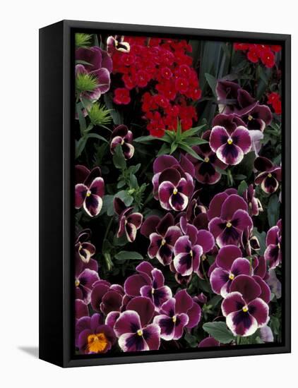 Hybrid Pansies in Garden, Oregon, USA-Adam Jones-Framed Premier Image Canvas