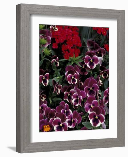 Hybrid Pansies in Garden, Oregon, USA-Adam Jones-Framed Photographic Print