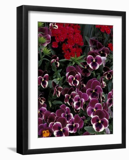 Hybrid Pansies in Garden, Oregon, USA-Adam Jones-Framed Photographic Print