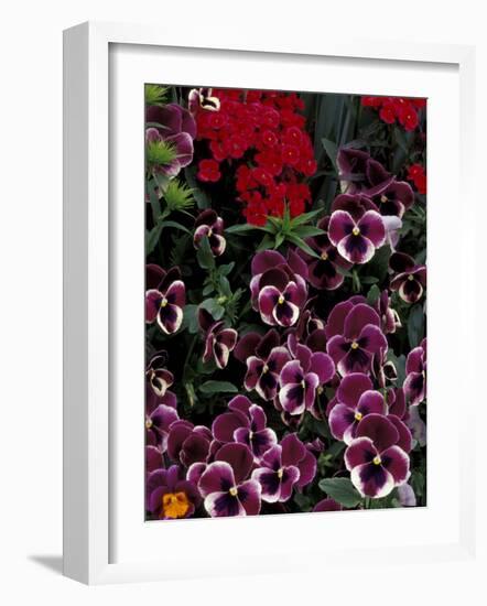 Hybrid Pansies in Garden, Oregon, USA-Adam Jones-Framed Photographic Print