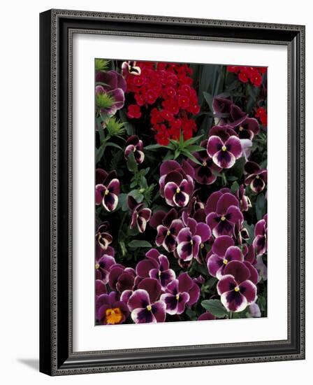 Hybrid Pansies in Garden, Oregon, USA-Adam Jones-Framed Photographic Print