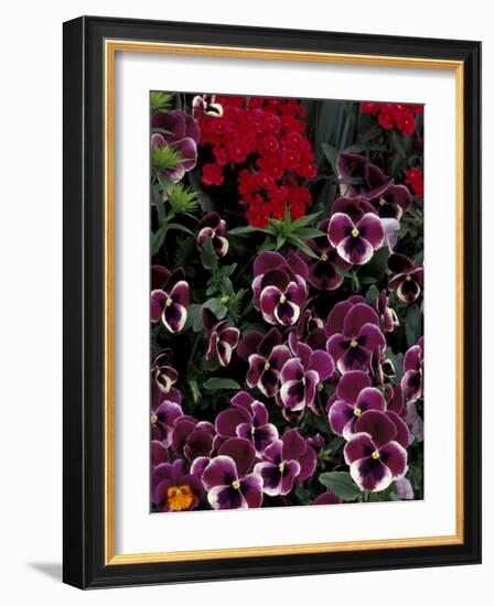 Hybrid Pansies in Garden, Oregon, USA-Adam Jones-Framed Photographic Print