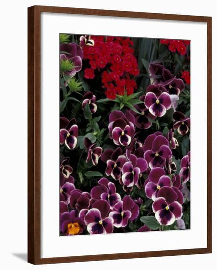 Hybrid Pansies in Garden, Oregon, USA-Adam Jones-Framed Photographic Print