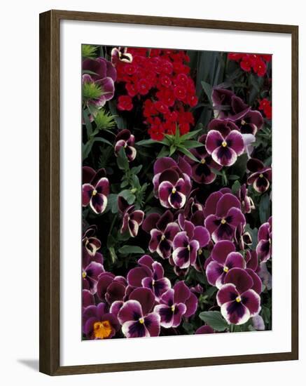 Hybrid Pansies in Garden, Oregon, USA-Adam Jones-Framed Photographic Print