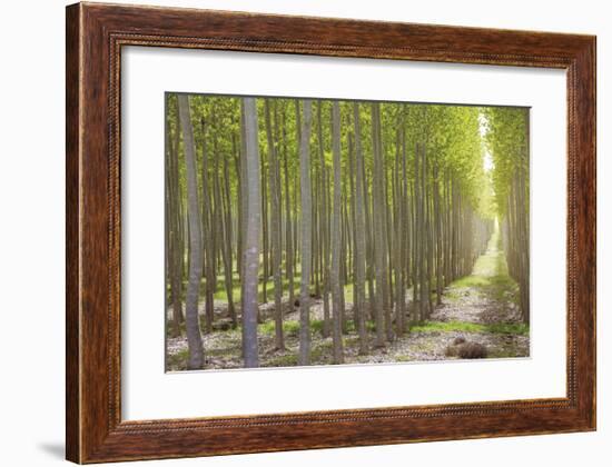 Hybrid Poplar Trees 2-Don Paulson-Framed Giclee Print