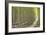 Hybrid Poplar Trees 2-Don Paulson-Framed Giclee Print