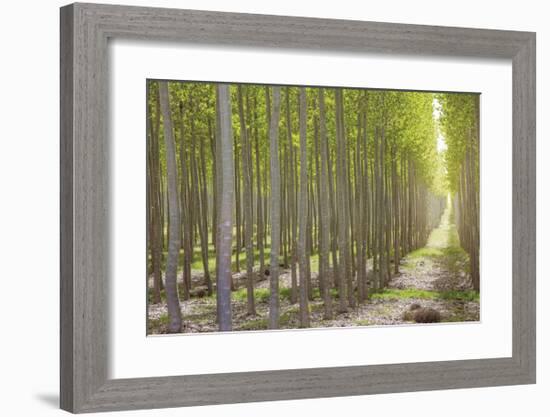 Hybrid Poplar Trees 2-Don Paulson-Framed Giclee Print