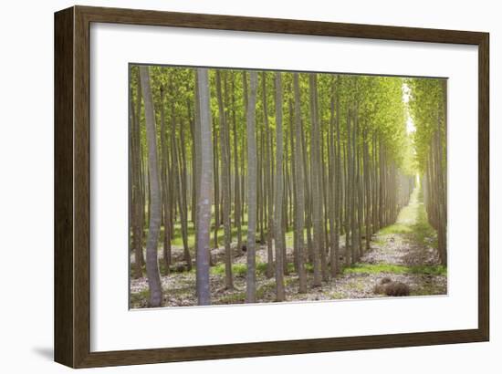 Hybrid Poplar Trees 2-Don Paulson-Framed Giclee Print