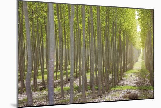 Hybrid Poplar Trees 2-Don Paulson-Mounted Giclee Print