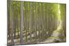 Hybrid Poplar Trees 2-Don Paulson-Mounted Giclee Print