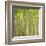 Hybrid Poplar Trees 2-Don Paulson-Framed Giclee Print