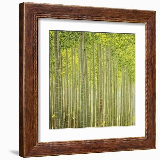 Hybrid Poplar Trees 2-Don Paulson-Framed Giclee Print