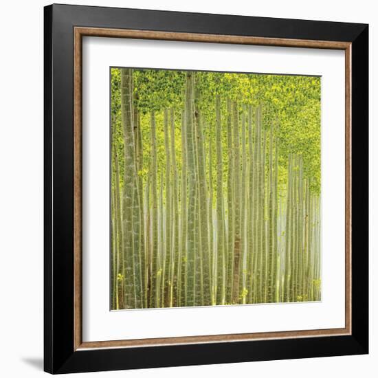 Hybrid Poplar Trees 2-Don Paulson-Framed Giclee Print