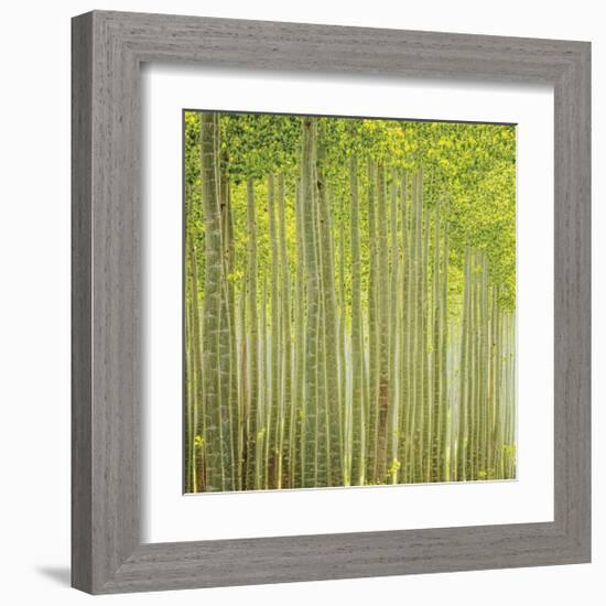 Hybrid Poplar Trees 2-Don Paulson-Framed Giclee Print