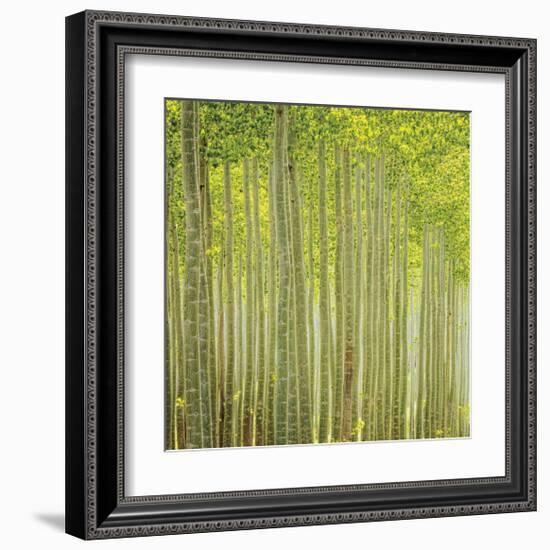 Hybrid Poplar Trees 2-Don Paulson-Framed Giclee Print