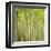 Hybrid Poplar Trees 2-Don Paulson-Framed Giclee Print