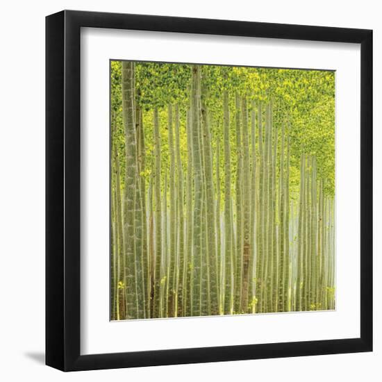 Hybrid Poplar Trees 2-Don Paulson-Framed Giclee Print