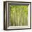 Hybrid Poplar Trees 2-Don Paulson-Framed Giclee Print