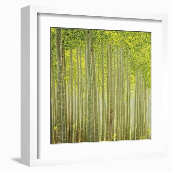 Hybrid Poplar Trees 2-Don Paulson-Framed Giclee Print