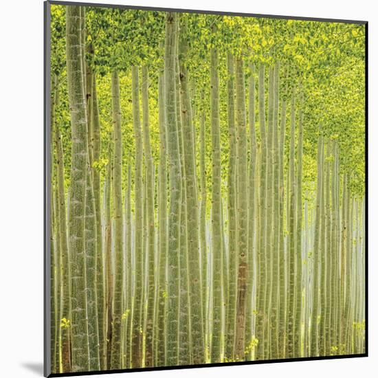 Hybrid Poplar Trees 2-Don Paulson-Mounted Giclee Print