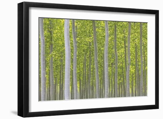 Hybrid Poplar Trees-Don Paulson-Framed Giclee Print