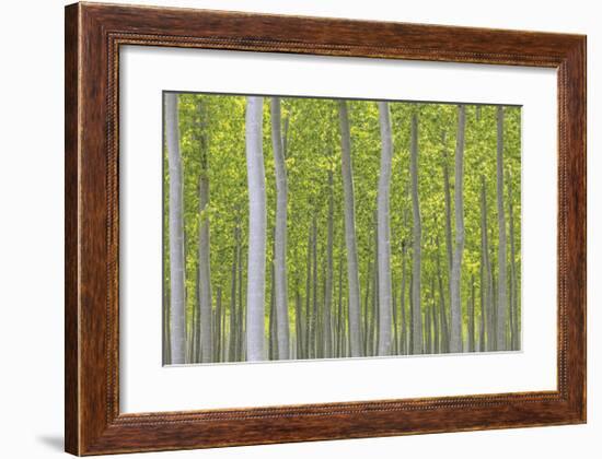 Hybrid Poplar Trees-Don Paulson-Framed Giclee Print