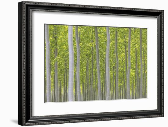 Hybrid Poplar Trees-Don Paulson-Framed Giclee Print