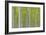 Hybrid Poplar Trees-Don Paulson-Framed Giclee Print