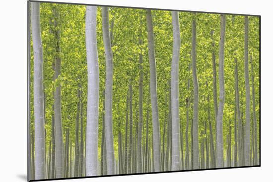 Hybrid Poplar Trees-Don Paulson-Mounted Giclee Print