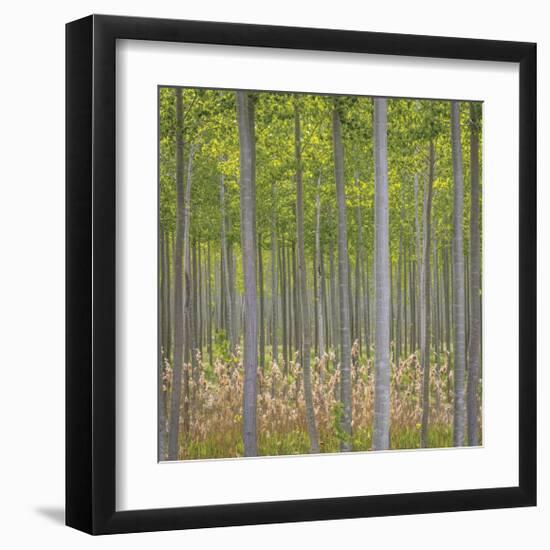 Hybrid Poplar Trees-Don Paulson-Framed Giclee Print