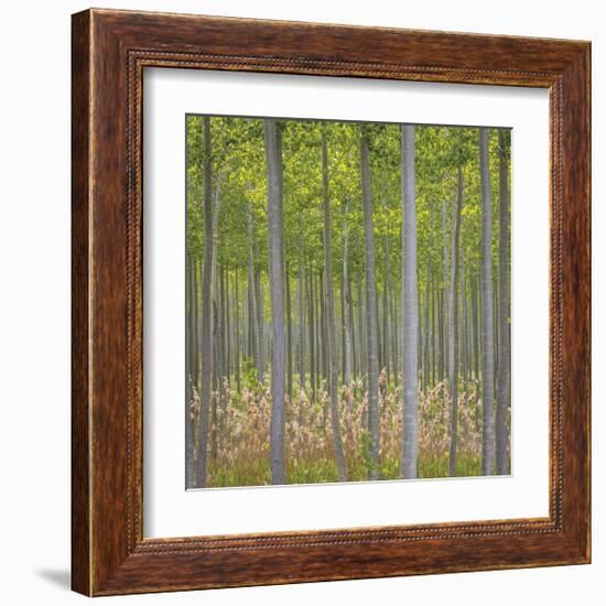 Hybrid Poplar Trees-Don Paulson-Framed Giclee Print