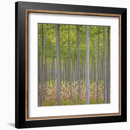Hybrid Poplar Trees-Don Paulson-Framed Giclee Print