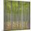 Hybrid Poplar Trees-Don Paulson-Mounted Giclee Print