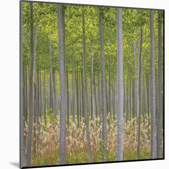 Hybrid Poplar Trees-Don Paulson-Mounted Giclee Print