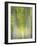 Hybrid Poplars 1-Don Paulson-Framed Giclee Print