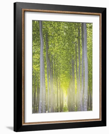 Hybrid Poplars 1-Don Paulson-Framed Giclee Print