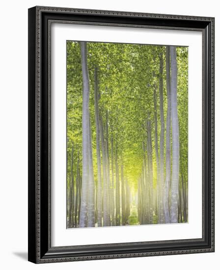 Hybrid Poplars 1-Don Paulson-Framed Giclee Print