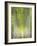 Hybrid Poplars 1-Don Paulson-Framed Giclee Print