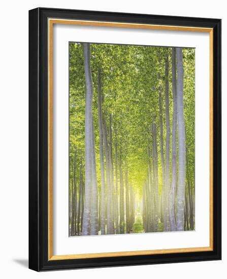 Hybrid Poplars 1-Don Paulson-Framed Giclee Print