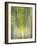 Hybrid Poplars 1-Don Paulson-Framed Giclee Print