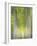 Hybrid Poplars 1-Don Paulson-Framed Giclee Print