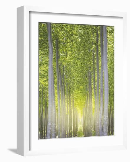 Hybrid Poplars 1-Don Paulson-Framed Giclee Print